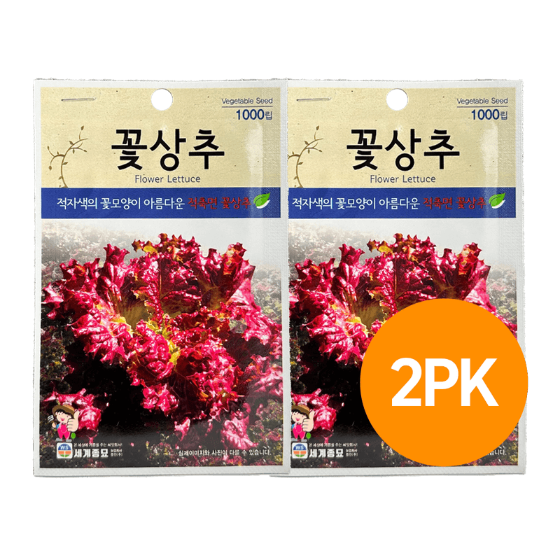 Endive Lettus Seeds (1,000 ct) 2 Pack